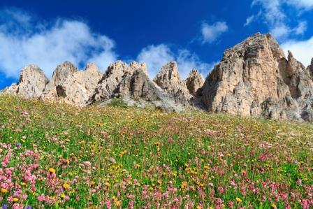 mountain_meadow_compressed.jpg